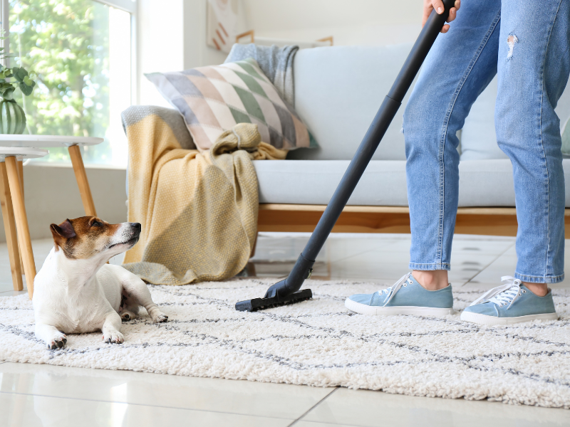 Ghid de curățenie pentru locuințe cu animale de companie